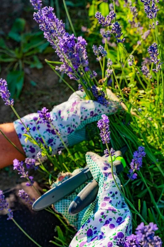 Rośliny lawendy w ogrodzie