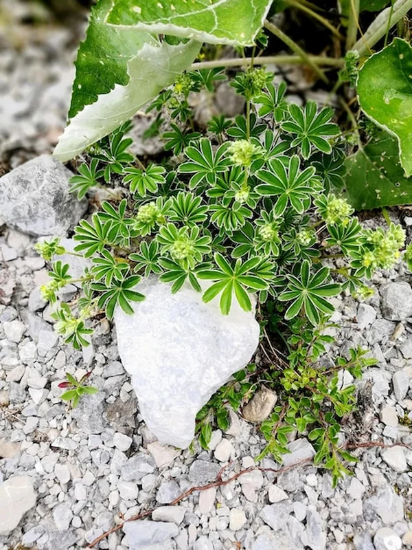 Roślina w garnku na skale na polu