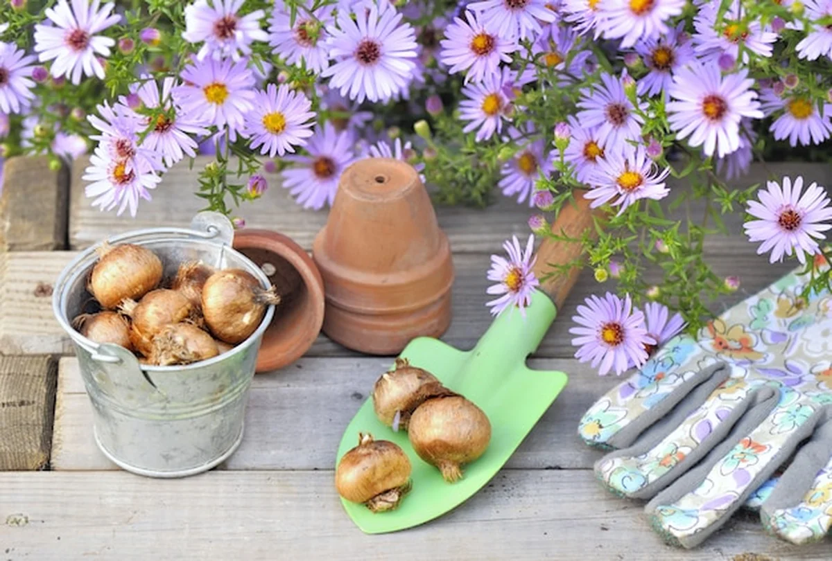 Cebulki kwiatowe w małej łopacie