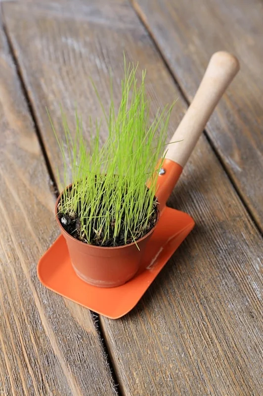 Młoda roślina w garnku na łopacie ogrodowej na drewnianym tle