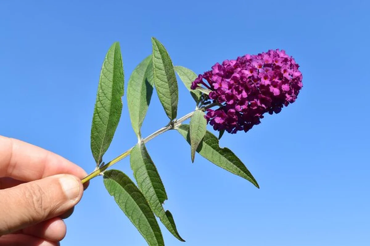 Osoba trzyma kwiat Buddleja davidii Pink Delight