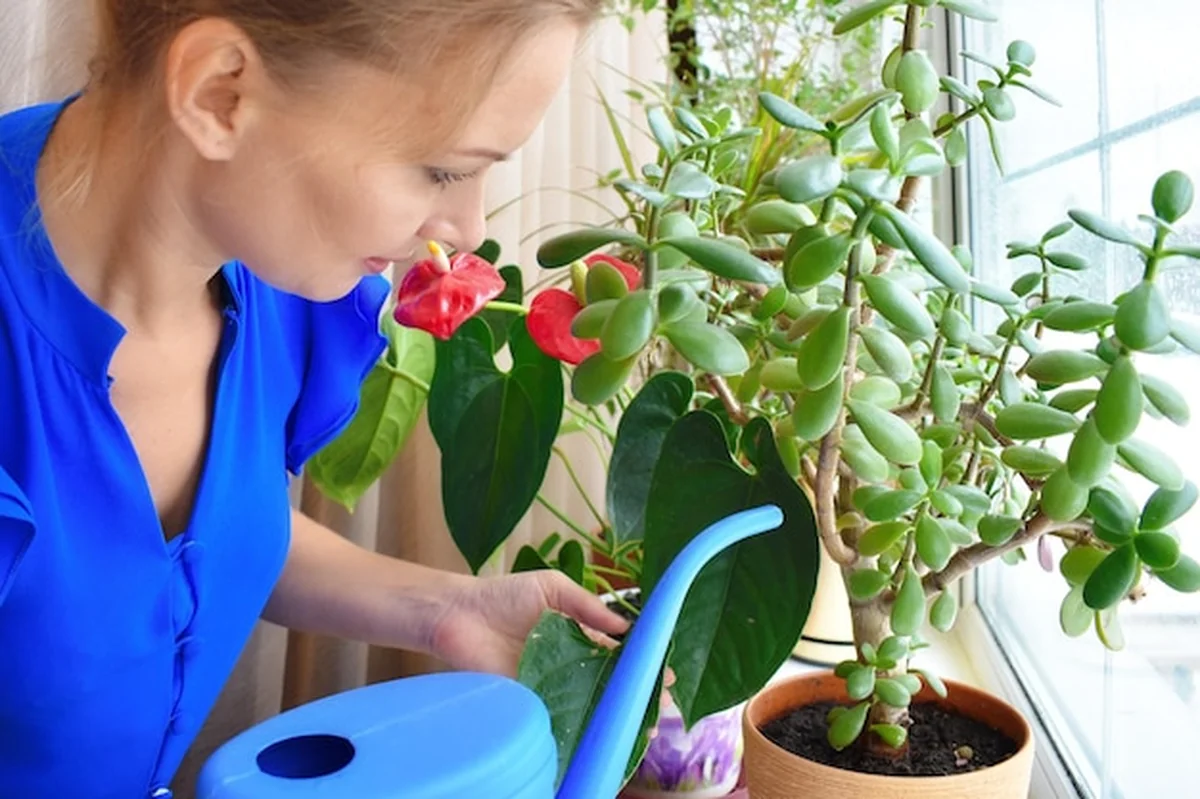 Kobieta podlewająca kwiaty doniczkowe z konewki