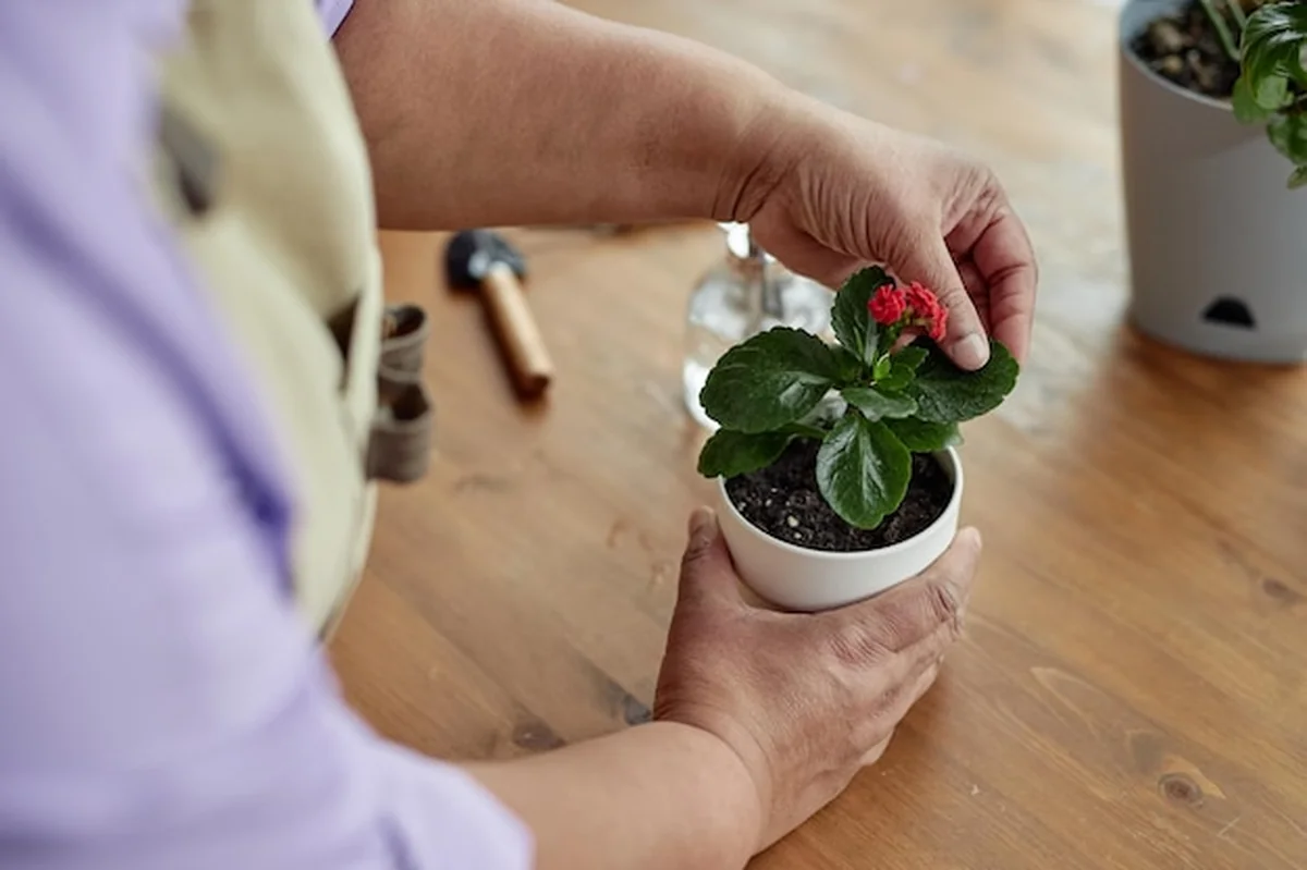 Przemieszczanie kwiatów w doniczkach