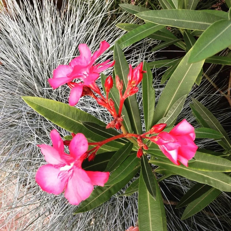 Kwitnący oleander w parku