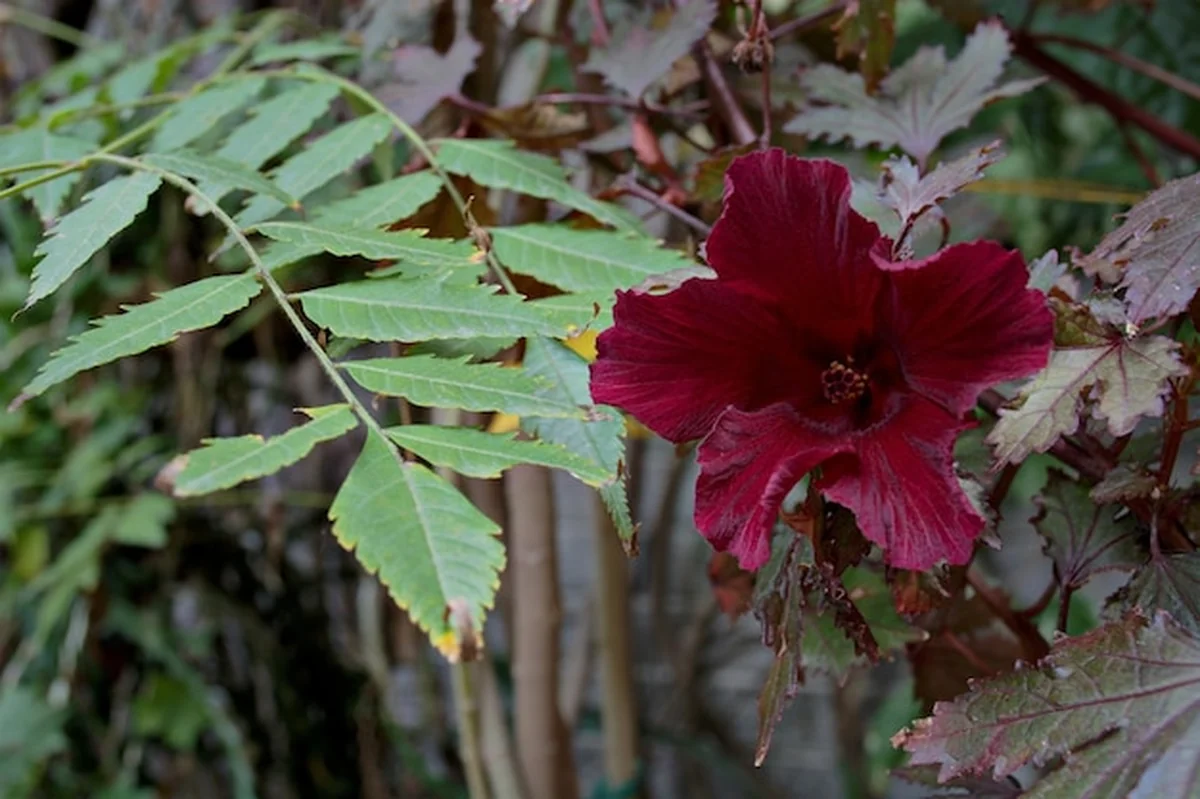 Zbliżenie kwitnącego hibiskusa rubinowego na świeżym powietrzu