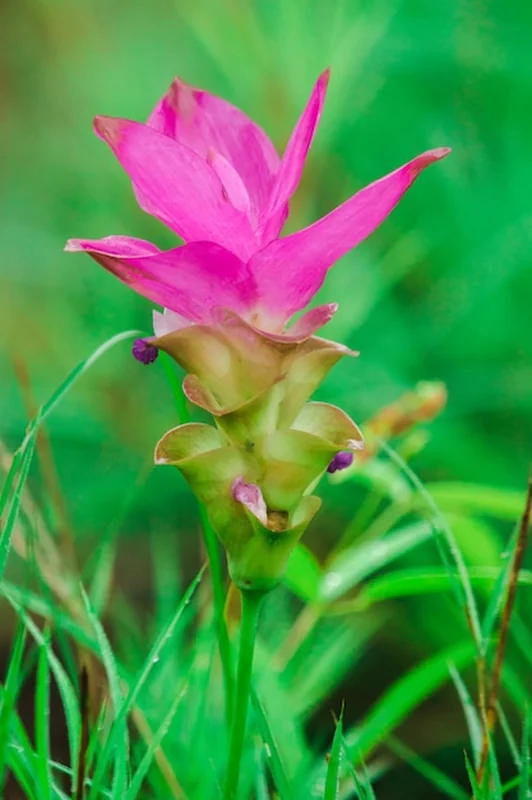 Roślina Curcuma sessilis z białymi kwiatostanami