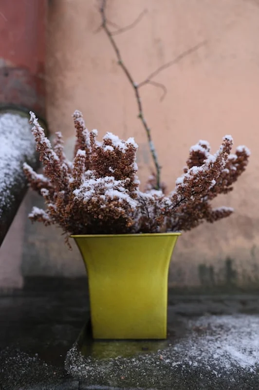Roślina w doniczce na stole pod śniegiem