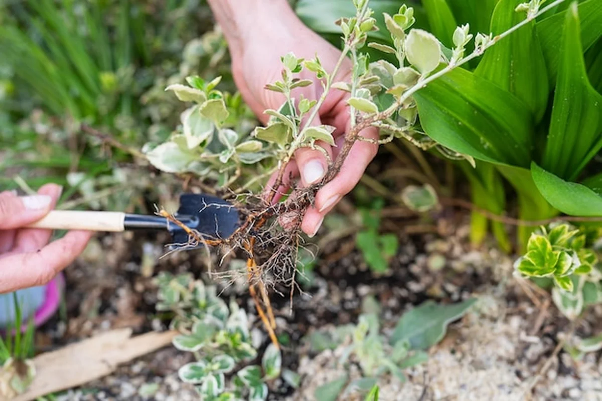 Ręce ogrodników trzymające roślinę z odsłoniętymi korzeniami gotową do przeszczepu