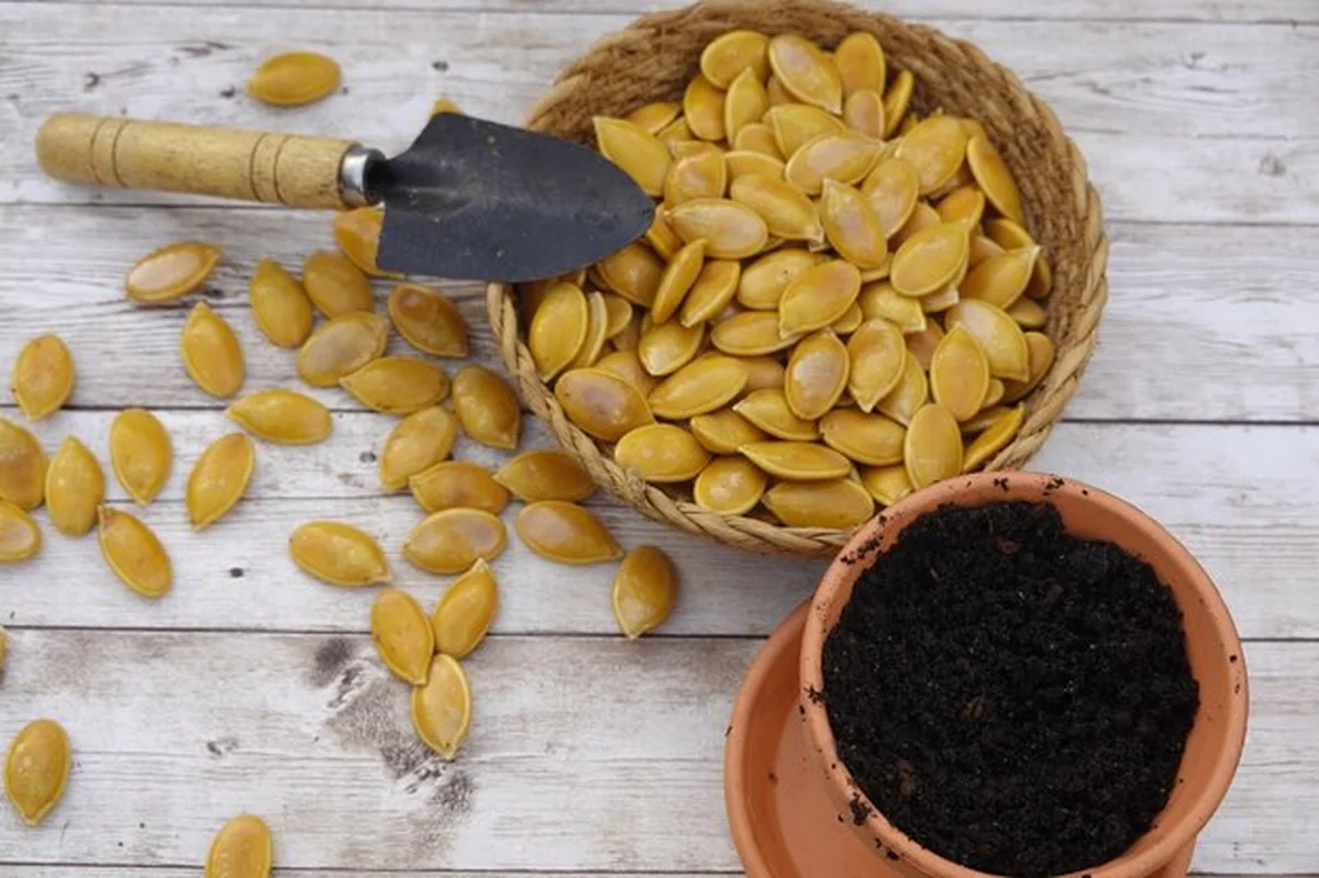 Ogrodnik przygotowuje nasiona dyni w terakotowym garnku