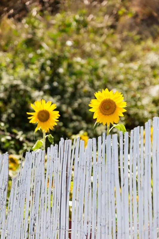 Żółte kwiaty kwitnące na świeżym powietrzu