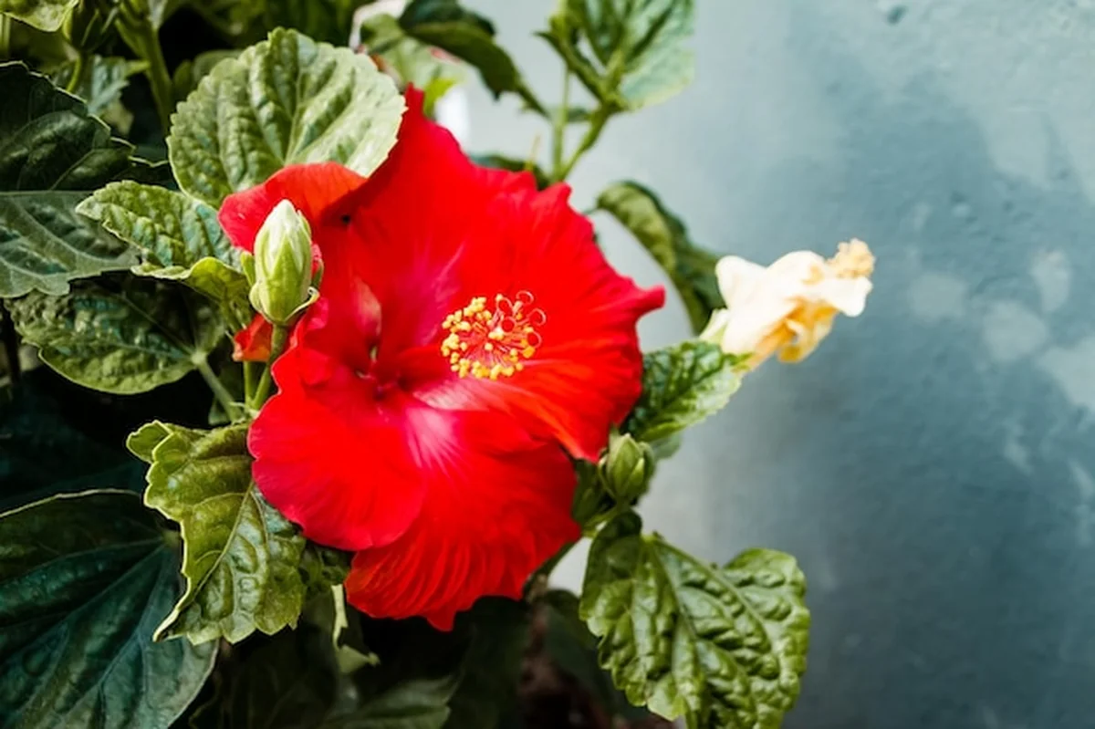 Zbliżenie czerwonego kwiatu hibiskusa