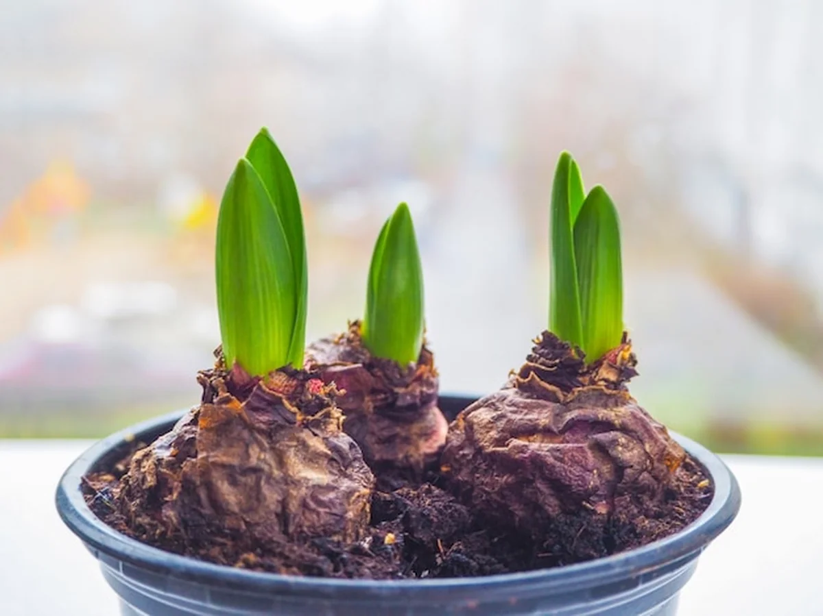 Młoda roślina w rękach