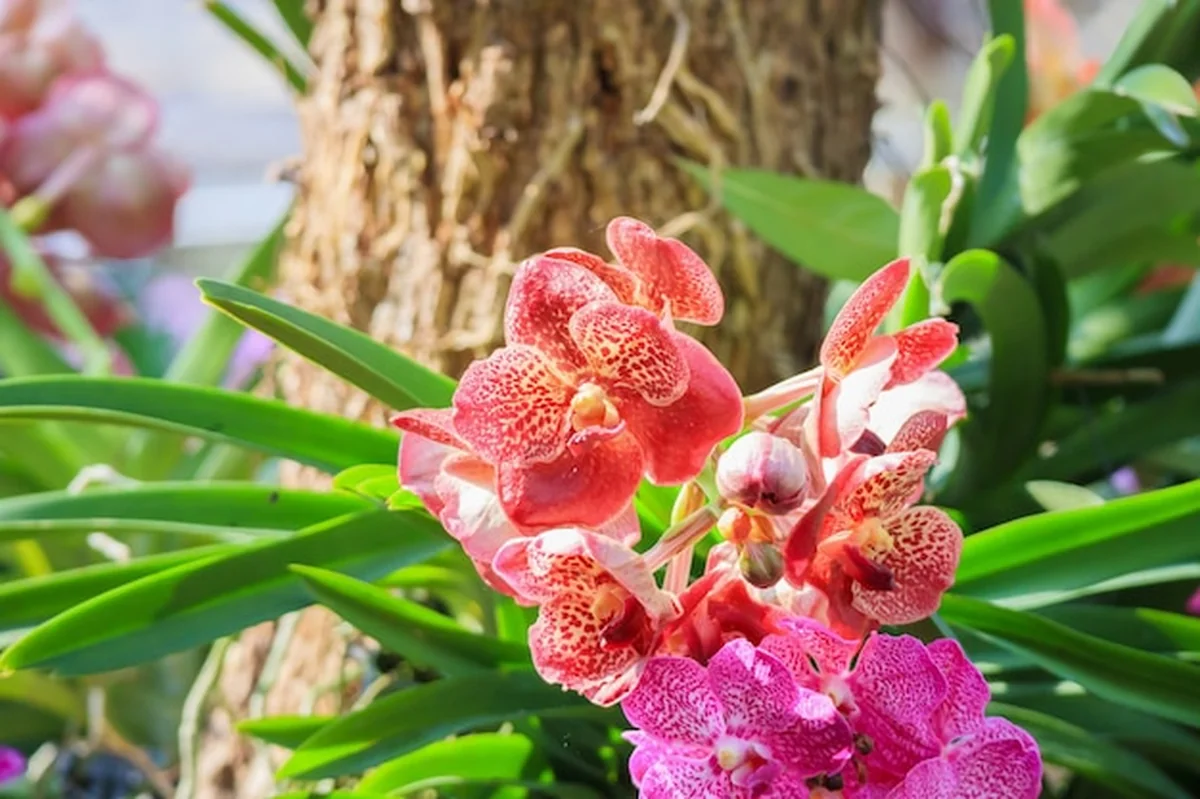 Piękny kwiat orchidei Vanda w ogrodzie kwiatowym tle