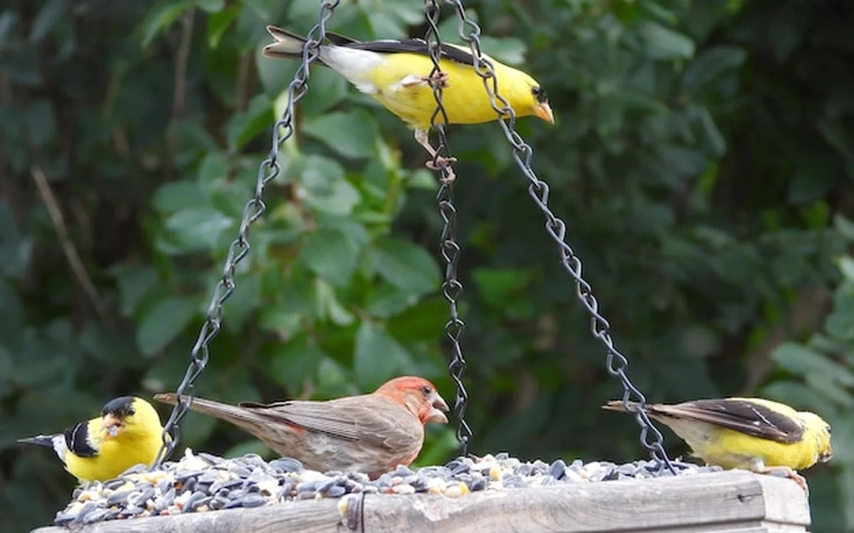 Ptak siedzący na roślinie