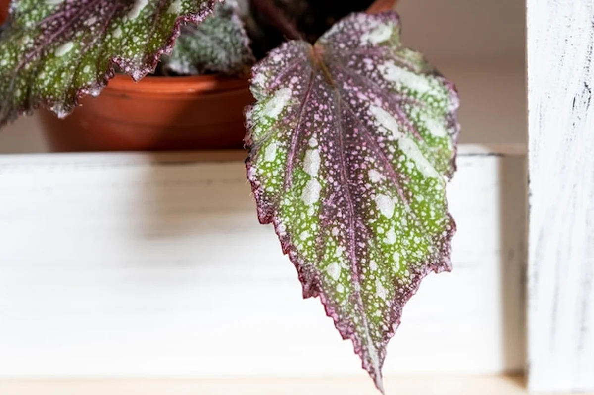 Begonia liściasta w doniczce w domu