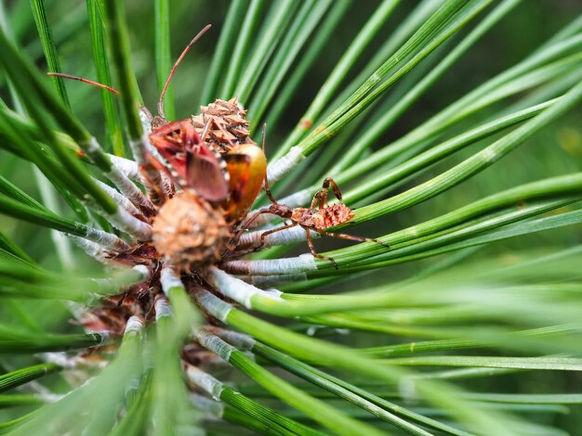 Zbliżenie miodownic na roślinie