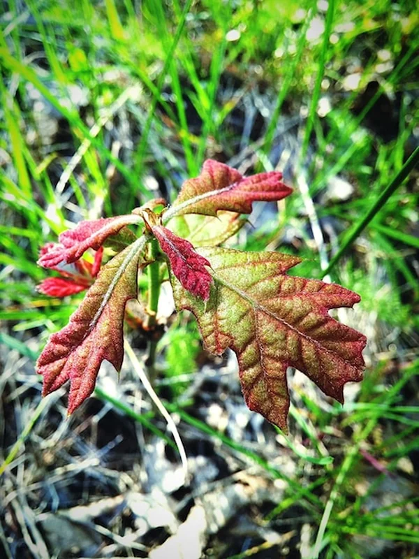 Zbliżenie suchych liści rośliny
