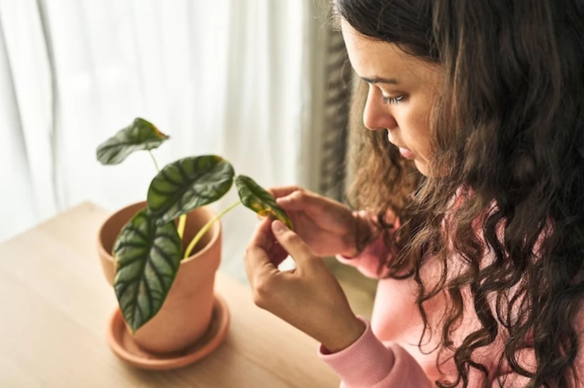 Młoda kobieta sprawdza suszącą się roślinę
