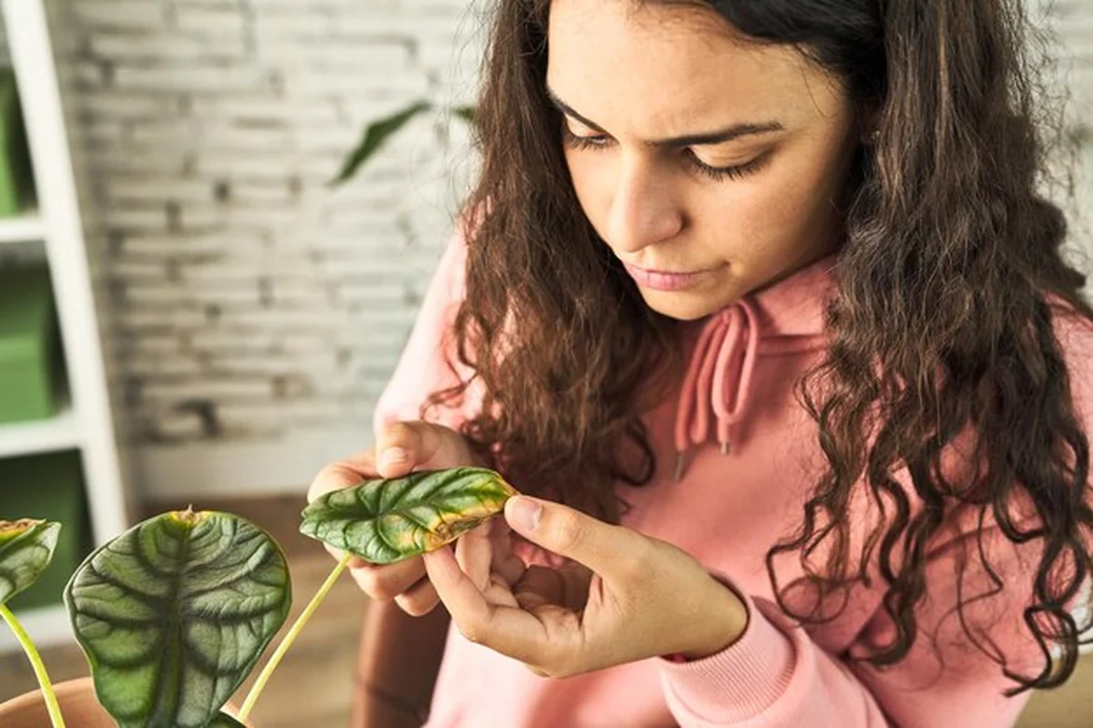 Młoda kobieta sprawdza suszącą się roślinę