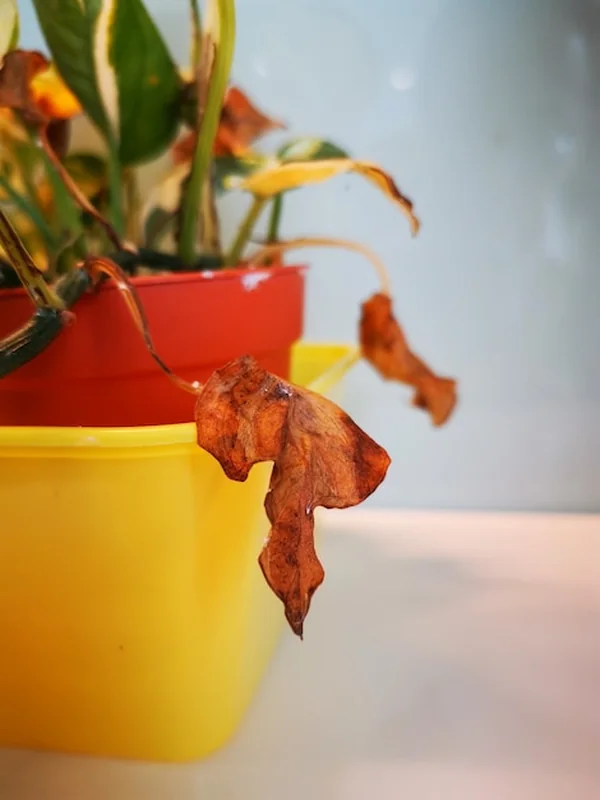 Zbliżenie suchych liści rośliny