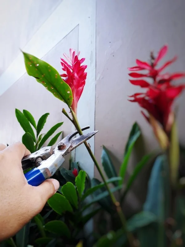 Ręczne przycinanie czerwonej rośliny kwitnącej