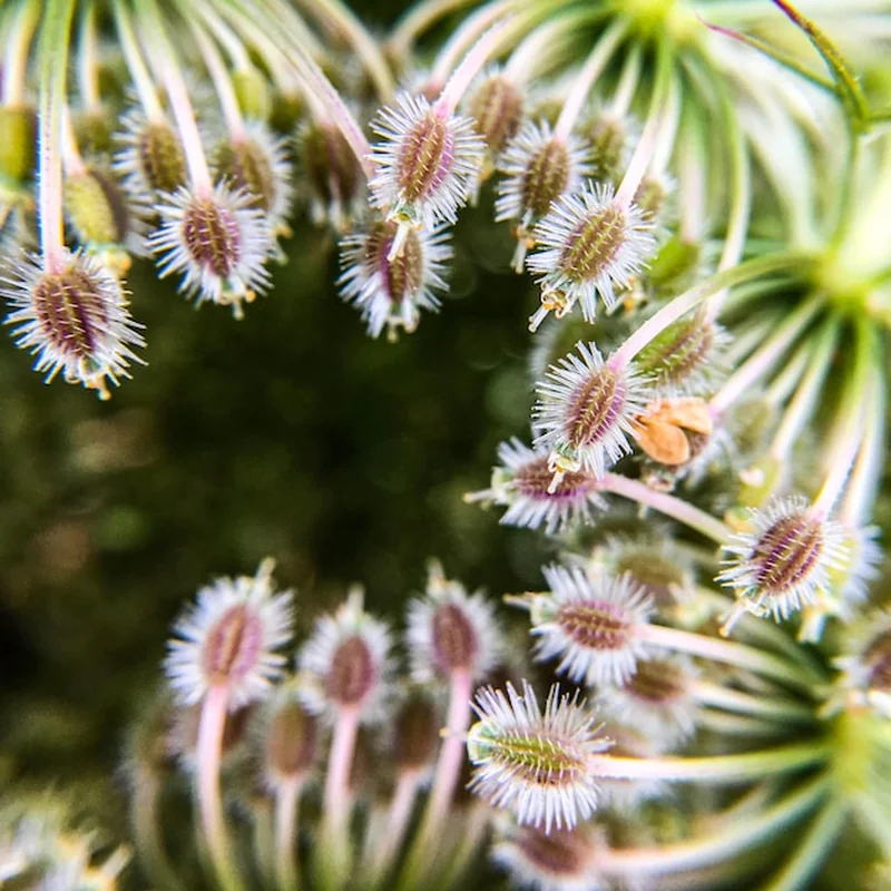 Pęcherznica kompozycje – jak posadzić rośliny w żywopłocie?