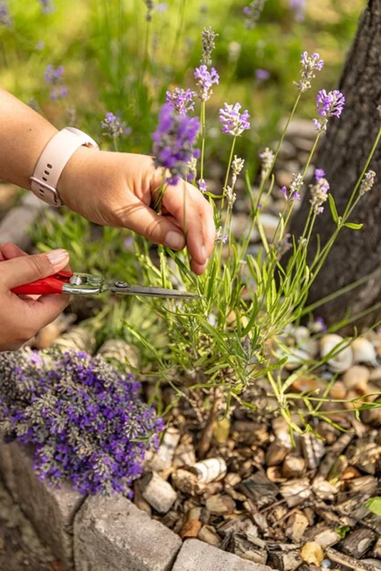 Zbliżenie ogrodnika zbierającego kwiaty lawendy