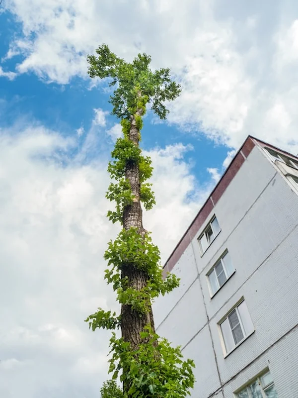 Powalony pień topoli przed kamienicą