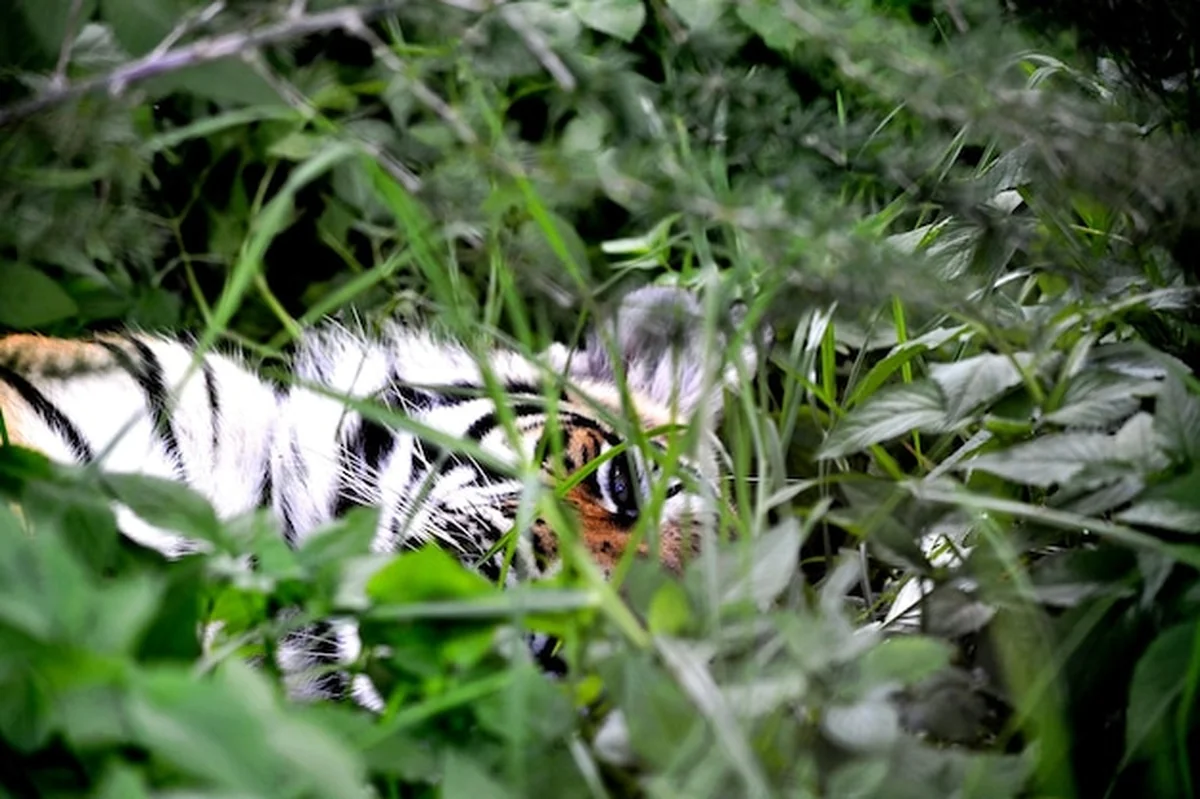 Tygrys leżący w trawie