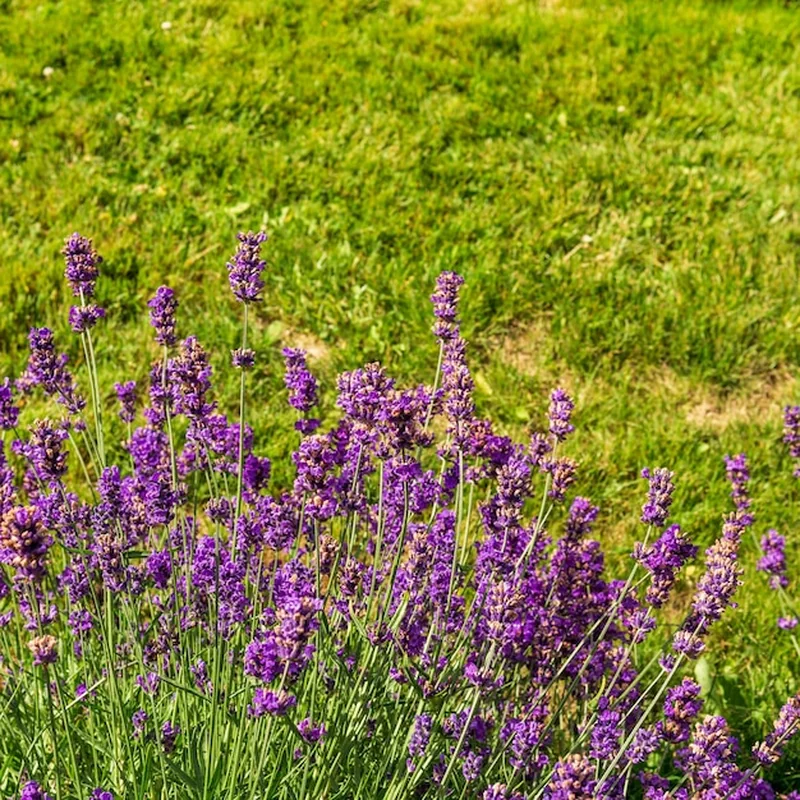 Kwiaty lawendy na tle zielonego trawnika