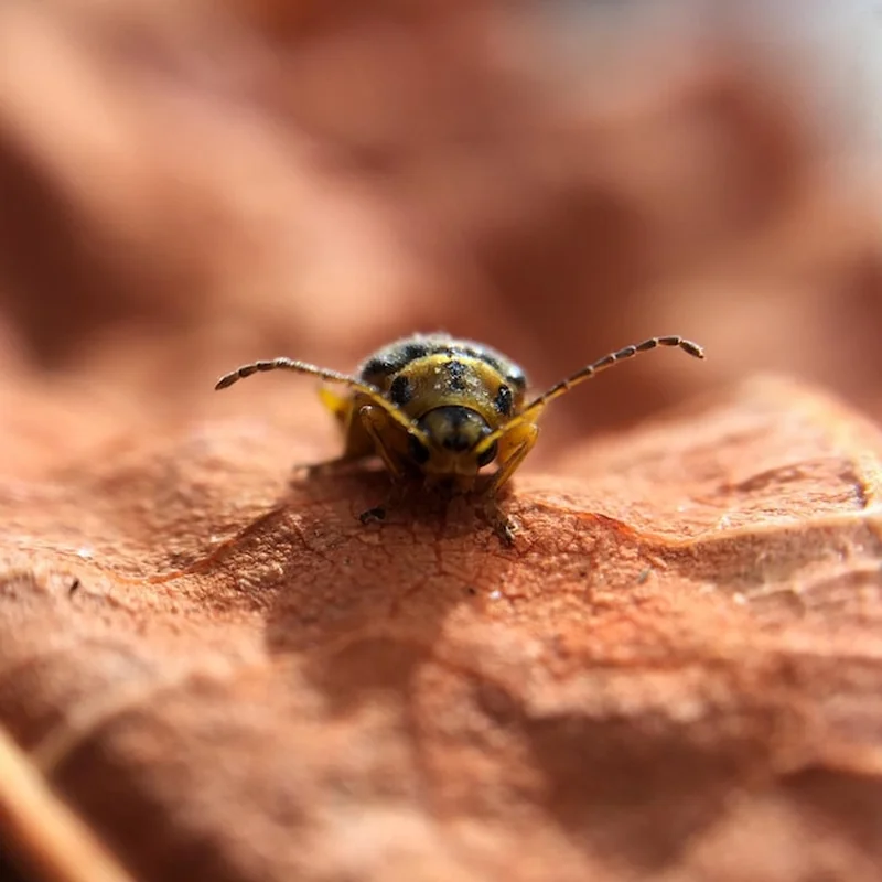 Zbliżenie robaka na skale