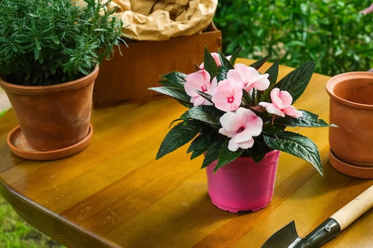 Rośliny doniczkowe kwitnące na zewnątrz w ogrodzie