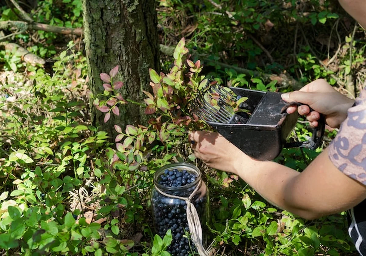 Kobieta zbierająca jagody