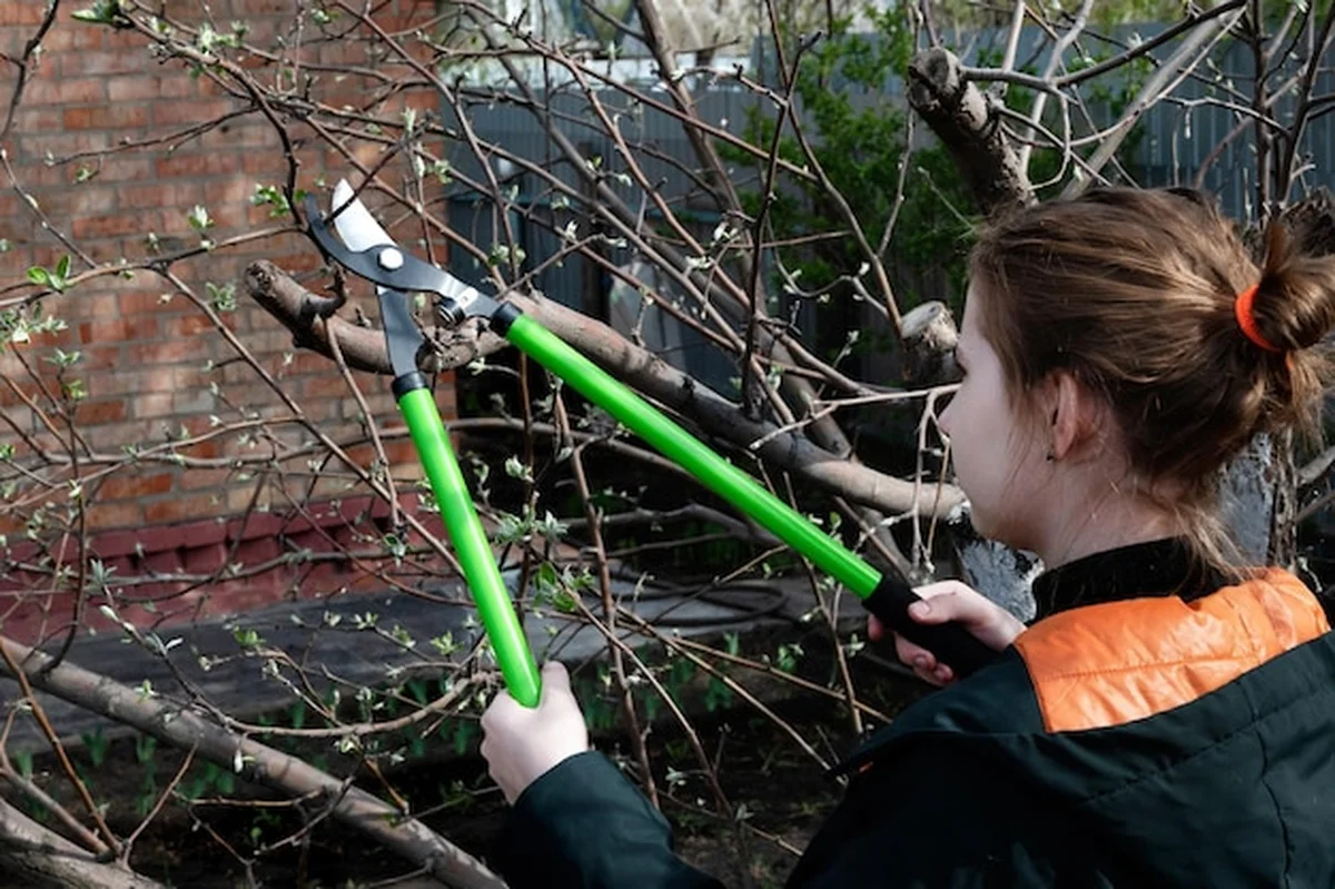 Profesjonalny ogrodnik przycina drzewo