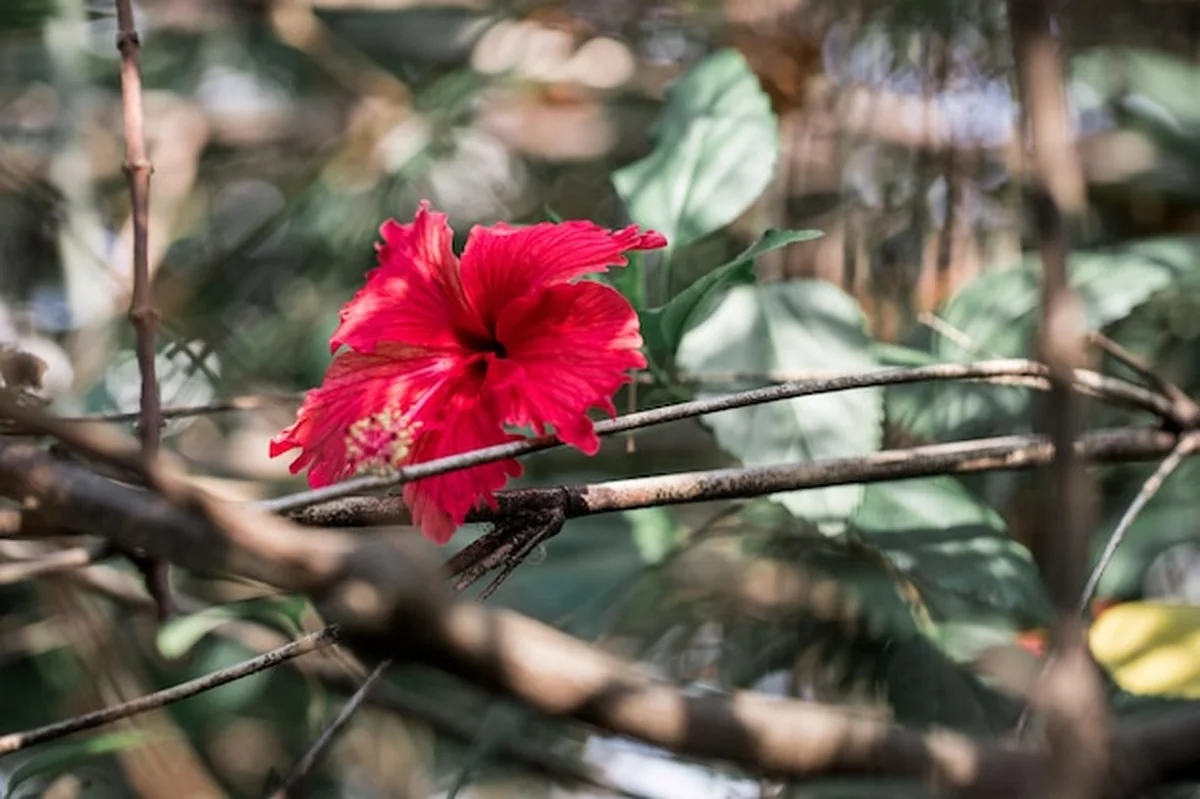 Zbliżenie czerwonego kwiatu hibiskusa