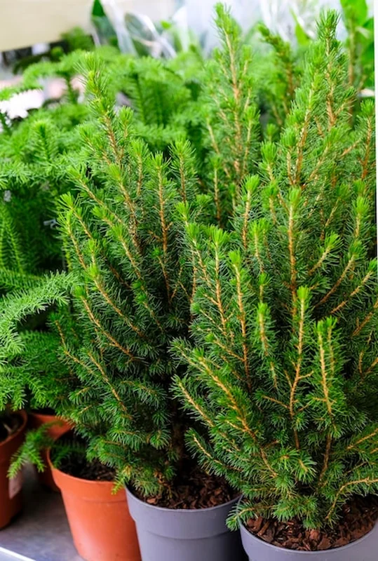 Roślina Picea Glauca Conica do ogrodu