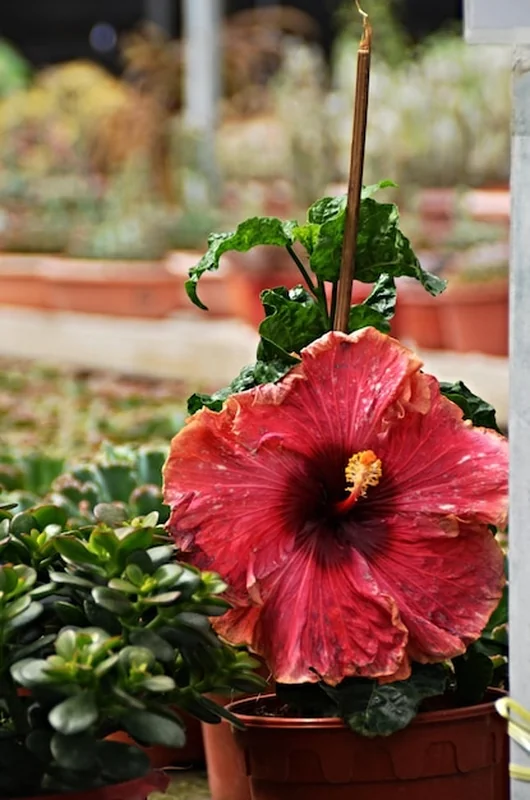 Zbliżenie kwiatów w doniczkach