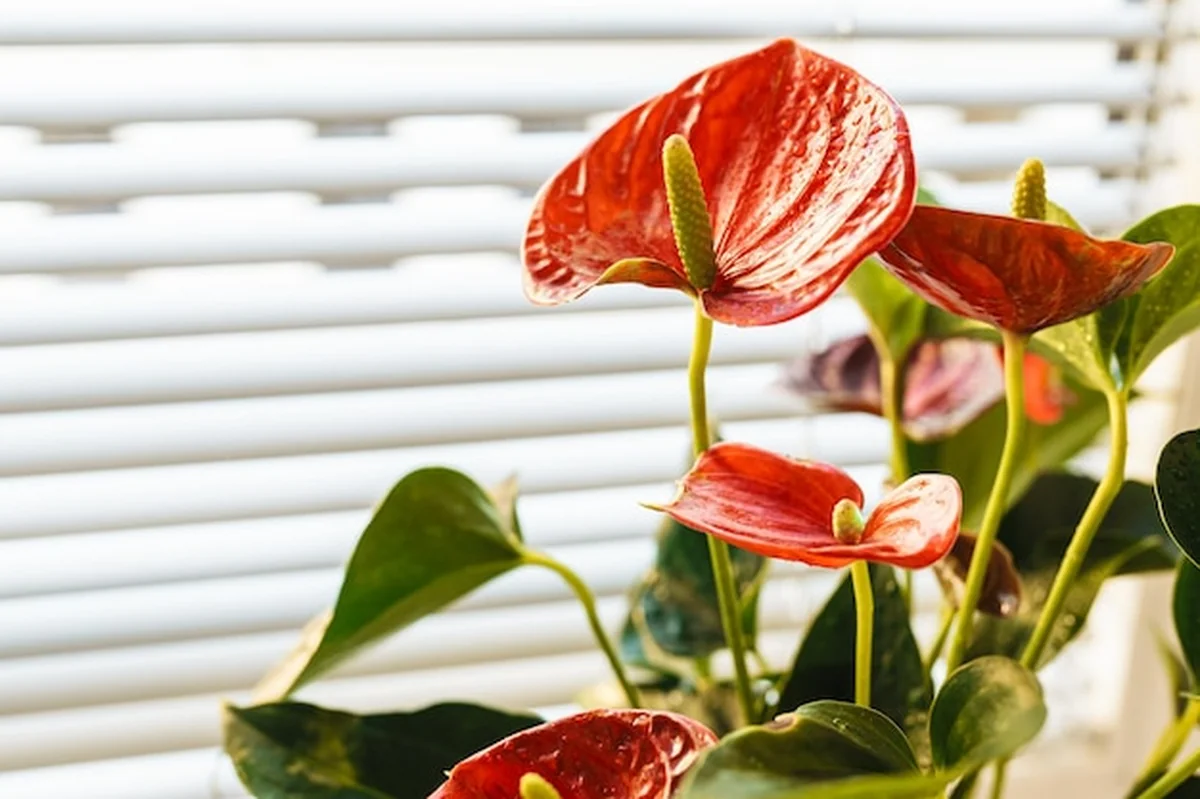 Anturium kwitnie w domu