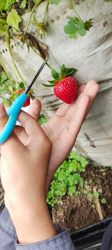 Osoba zbierająca dojrzałe truskawki nożyczkami w ogrodzie