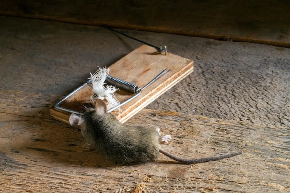 Martwa mysz w pułapce na myszy