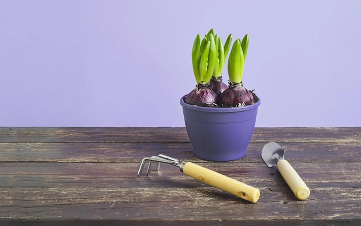 Hiacyntowe cebulki w purpurowej doniczce