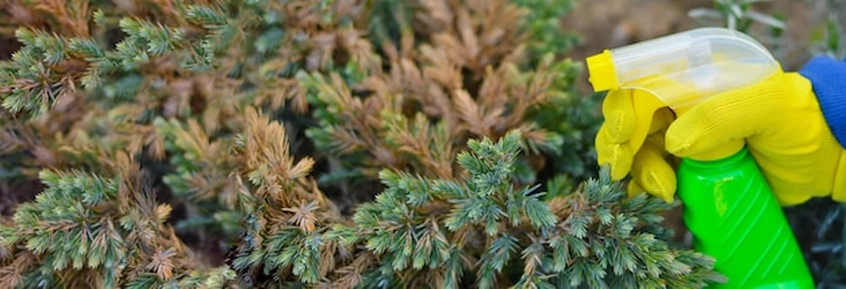 Ogrodnik opryskuje krzak jałowca żółtymi igłami ze sprayu ogrodowego