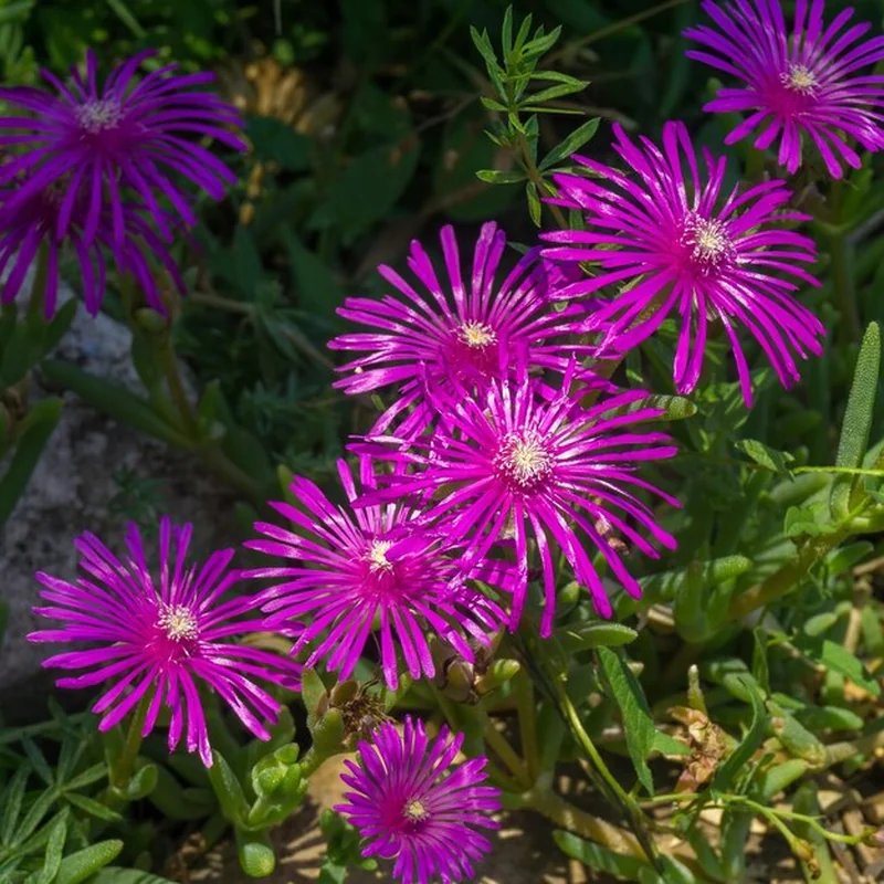 Słonecznica po zimie – jak uprawiać delosperma?