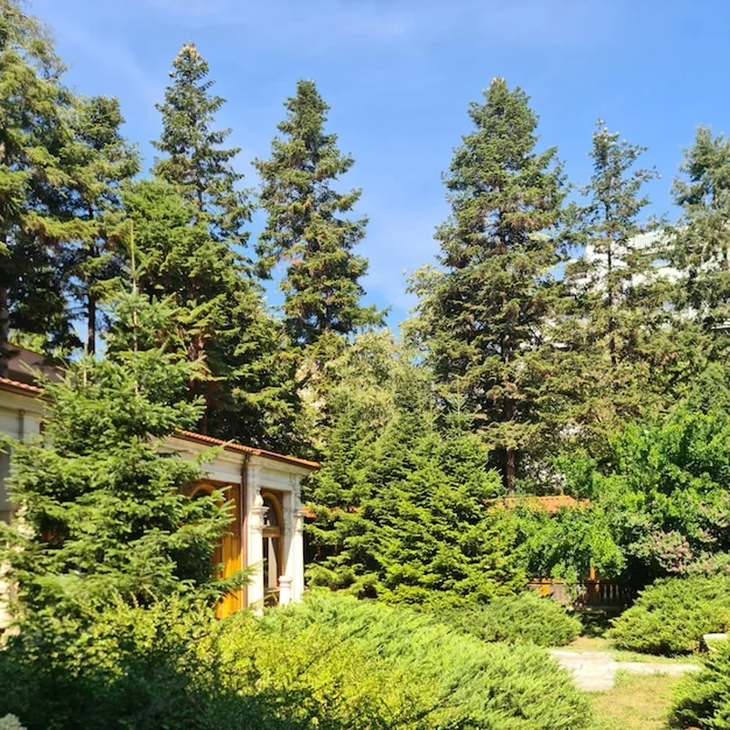 Dom otoczony drzewami