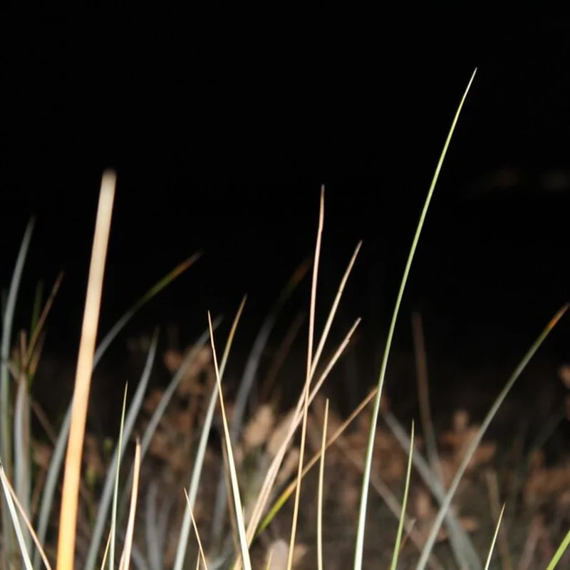 Zbliżenie trawy na polu w nocy