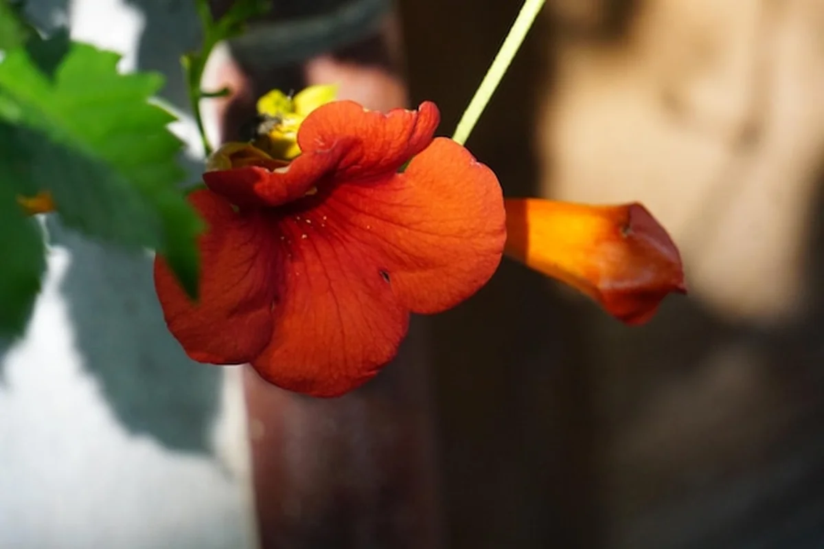 Zbliżenie czerwonego kwiatu hibiskusa