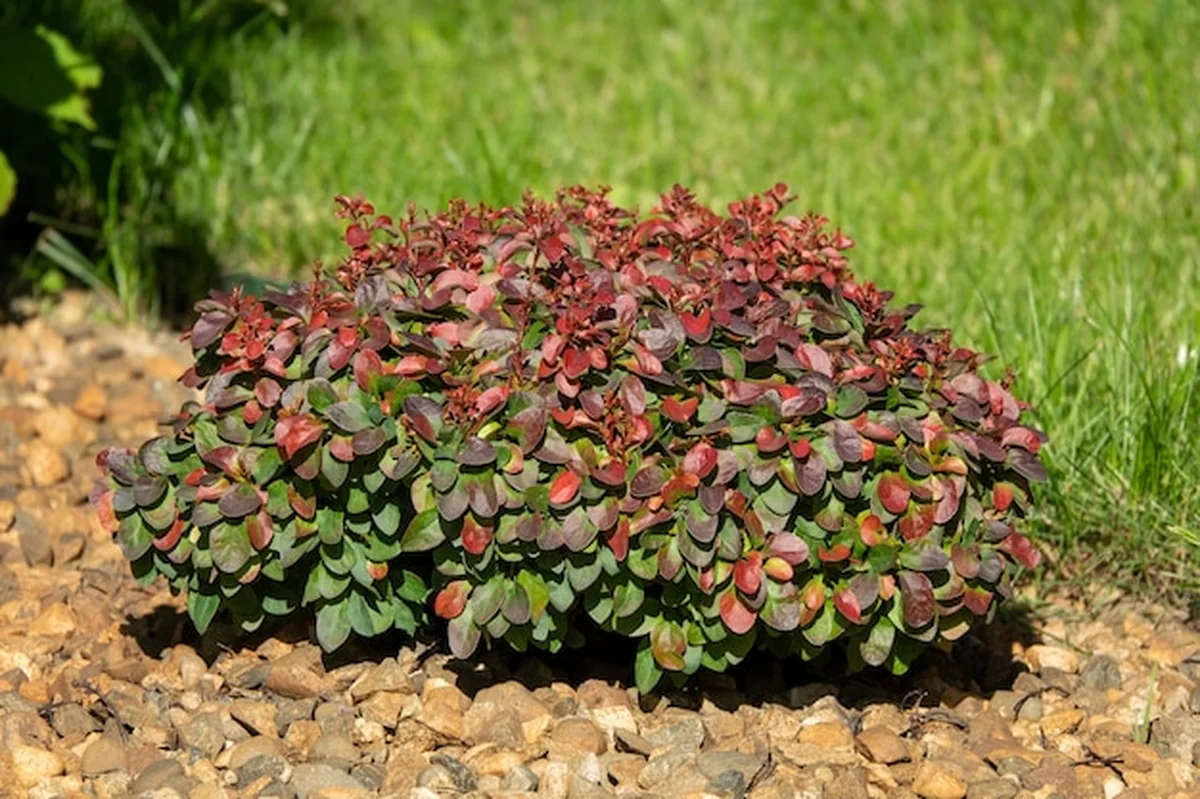 Berberys Thunberga Red Rocket w ogrodzie