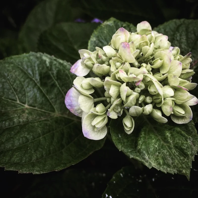 Zbliżenie kwitnącej hortensji w ogrodzie obok innych roślin