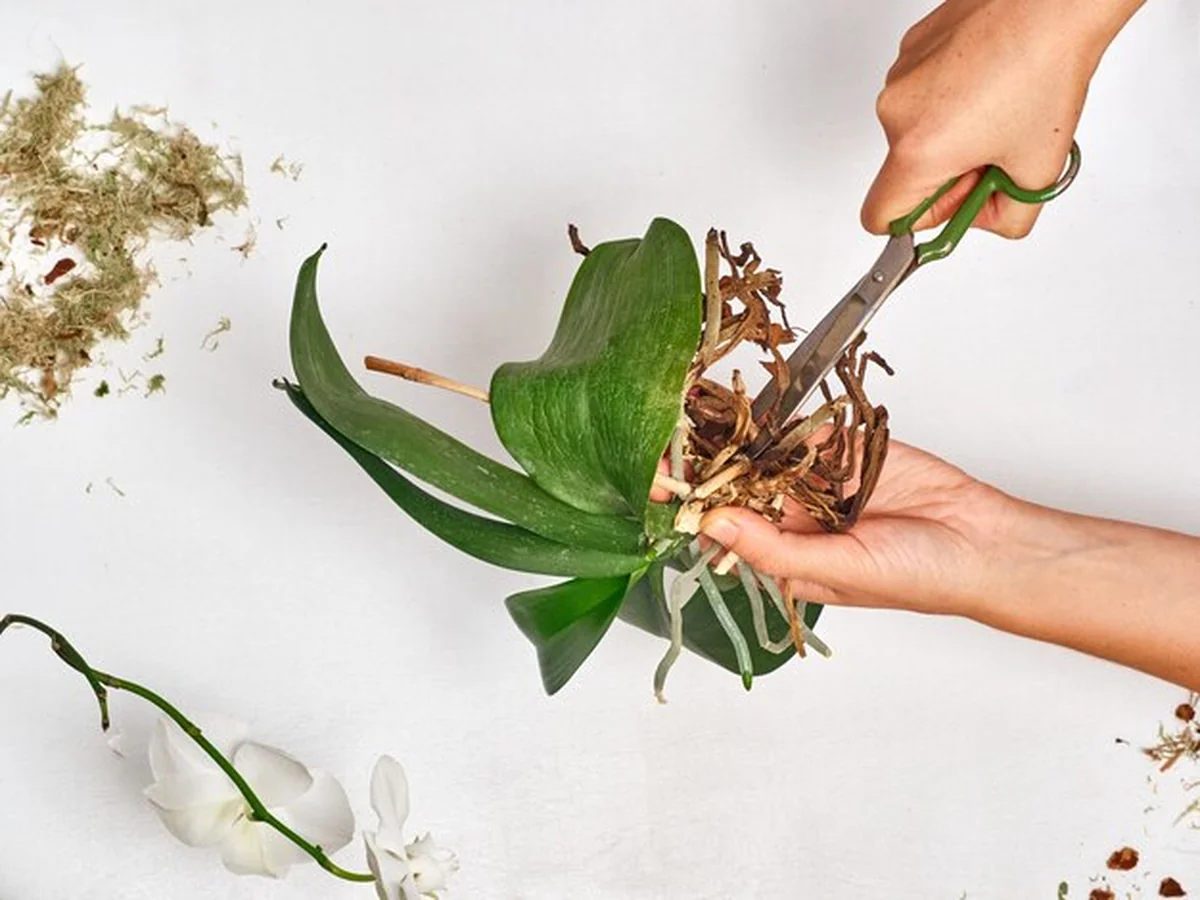 Kobieta przesadzająca orchideę w domu