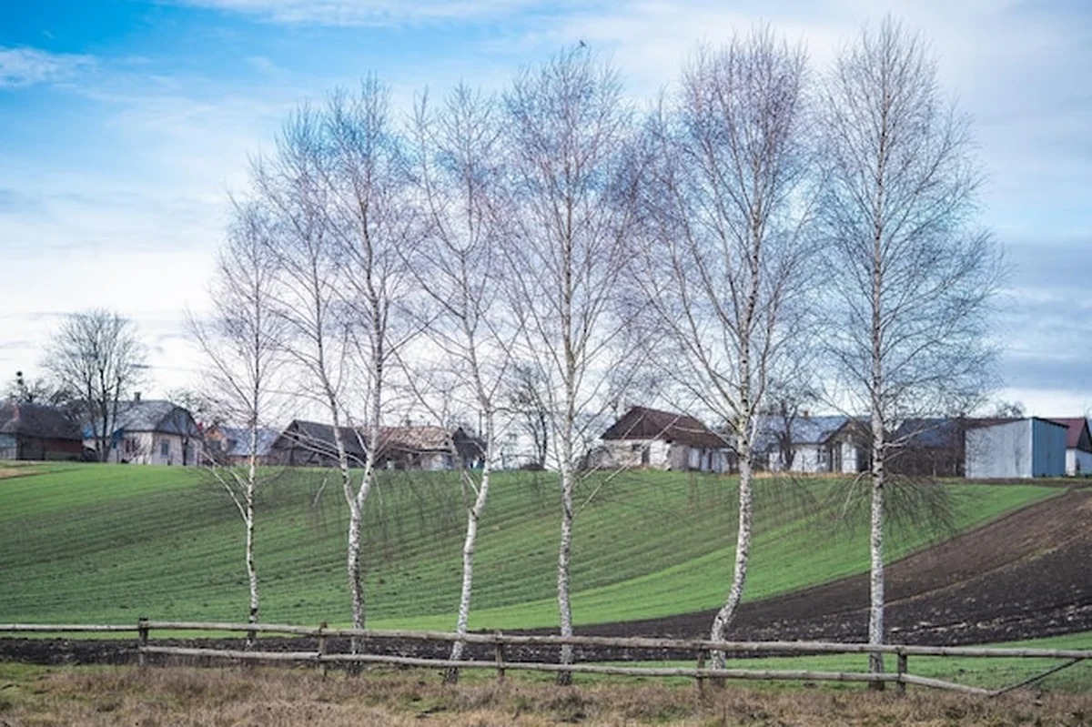 Piękne brzozy rosną z rzędu na tle pól i domów na wsi
